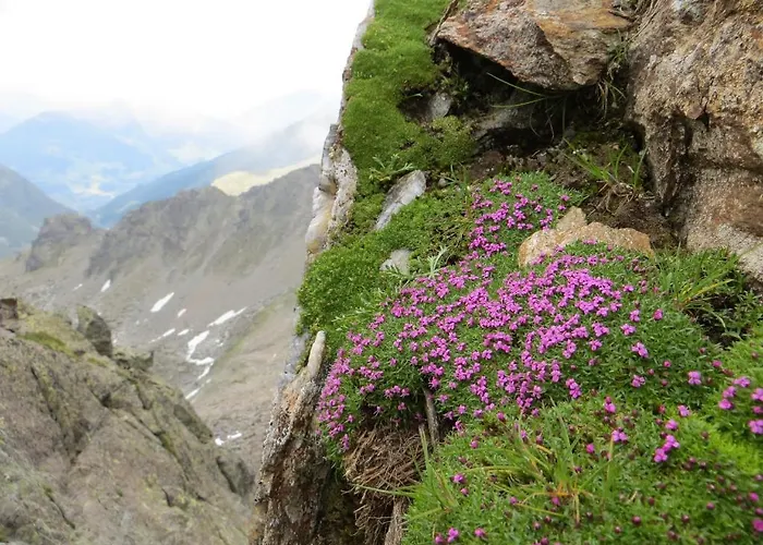 詹妮斯城堡酒店 酒店 瑟弗浩斯